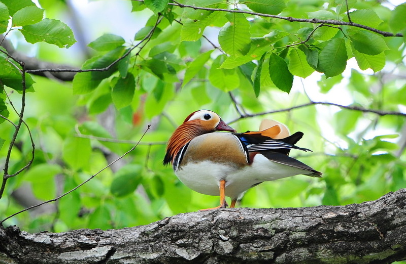 화롯불 이미지