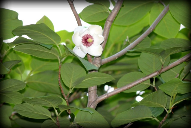 산중농원 이미지