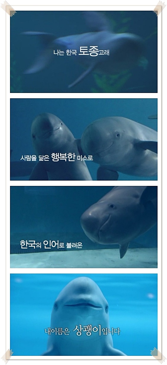 항상 웃음을 머금은 한국의 토종 돌고래 상괭이.jpg | 인스티즈