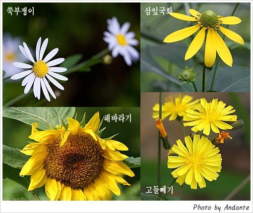 송이와다발 이미지