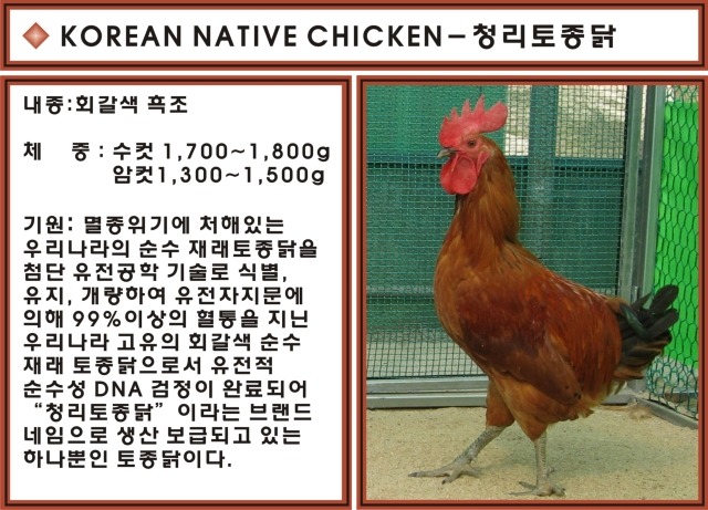 토종닭 이미지