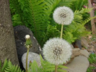 산삼골 이미지
