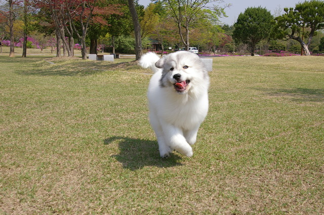 똥강아지 이미지