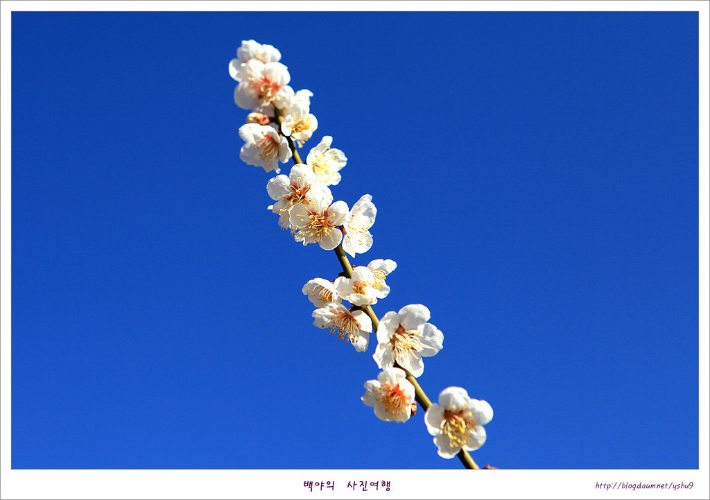 봄 이미지