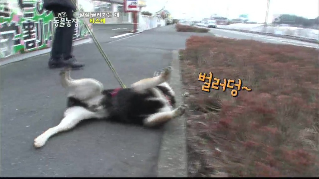 [동물농장] 목줄로 질질 끌려다니는 개.JPG | 인스티즈