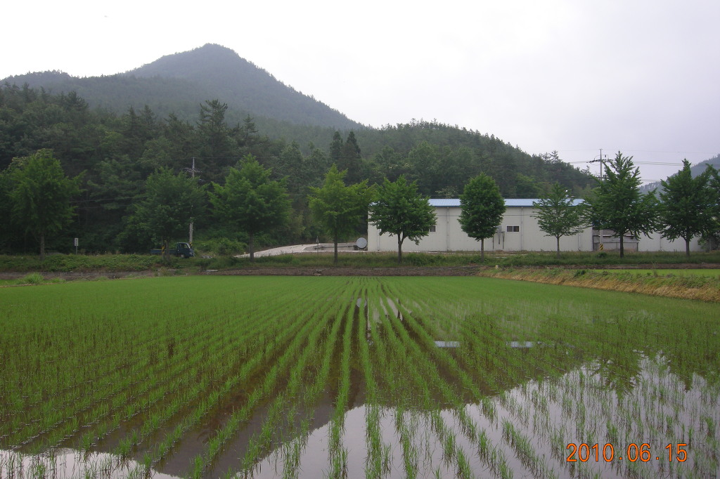 황금직파기 이미지