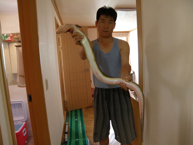 대물장어 이미지