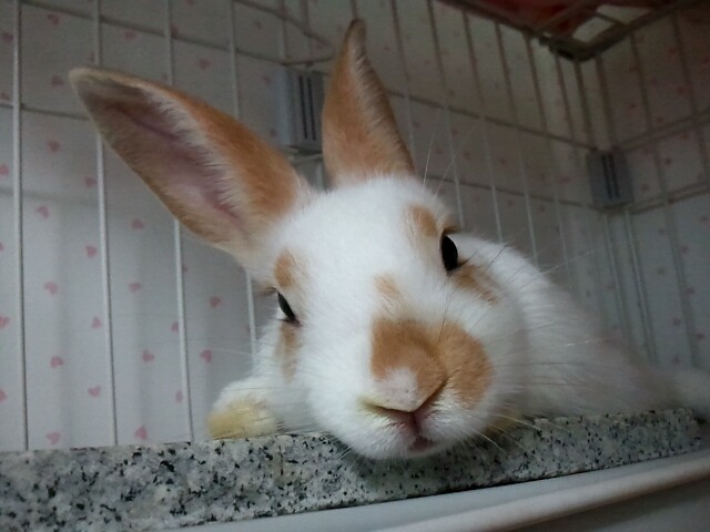 더포비 이미지