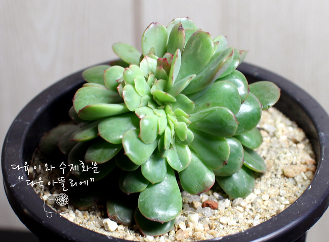다래랑다육 이미지