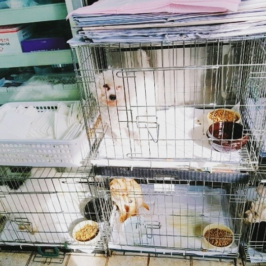 유기견이었던 우리 흰솜이가 두눈 실명위기에 처해있어 욕먹을 각오하고 글 올려.. | 인스티즈