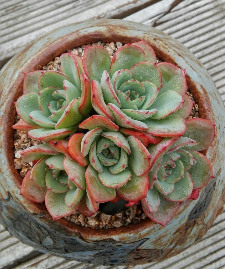 피치스 이미지