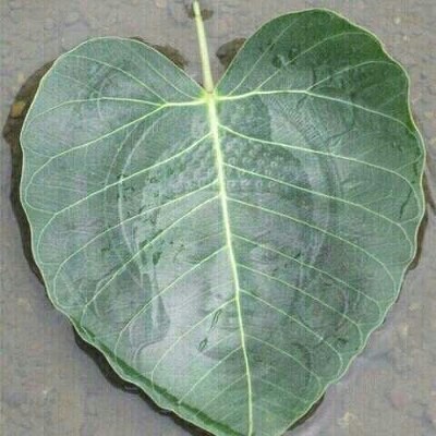 인사동전통찻집 이미지