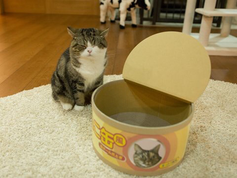 나만 없어 고양이 나만... | 인스티즈