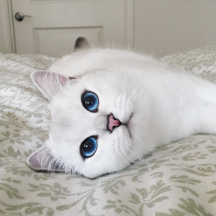 눈이 정말 아름다운 냥이.jpg | 인스티즈