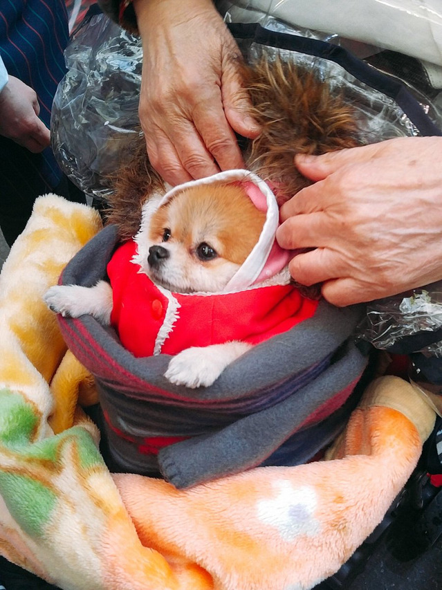 시장에서 할머니가 유모차에 댕댕이 태워가는 모습.jpg | 인스티즈