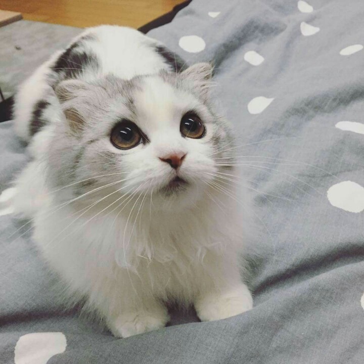 냥덕 입문냥 | 인스티즈
