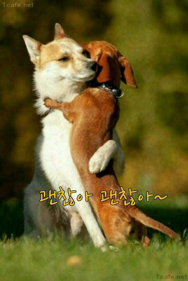 다네 이미지