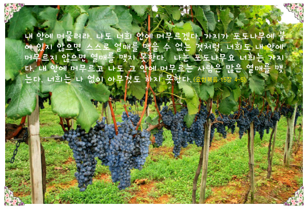 포도나무 이미지