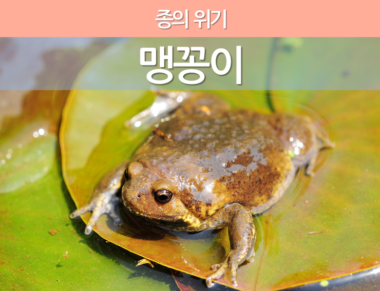 맹꽁이 이미지