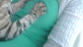 마사지 좋아하는 고양이.gif | 인스티즈