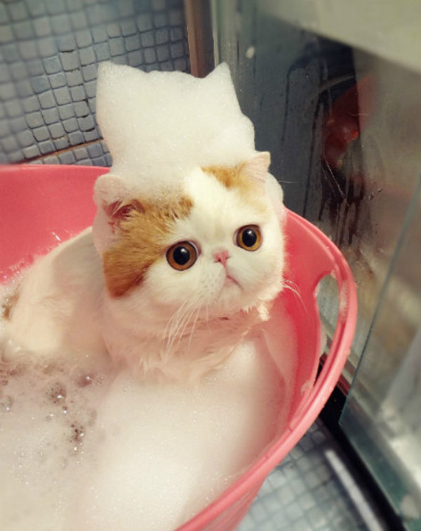 늘 시무룩한 스누피 고양이 | 인스티즈