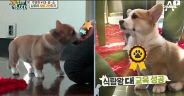 [개밥주는남자] 웰시코기 삼둥이 대중소 식탐고치기 (feat.갓형욱) | 인스티즈