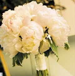 peony 이미지