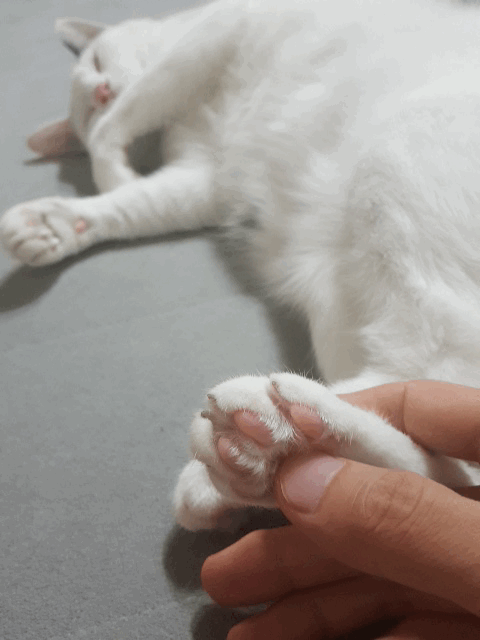 아 집사녀석 또 시작이네 | 인스티즈