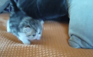새끼 고양이들 .gif | 인스티즈