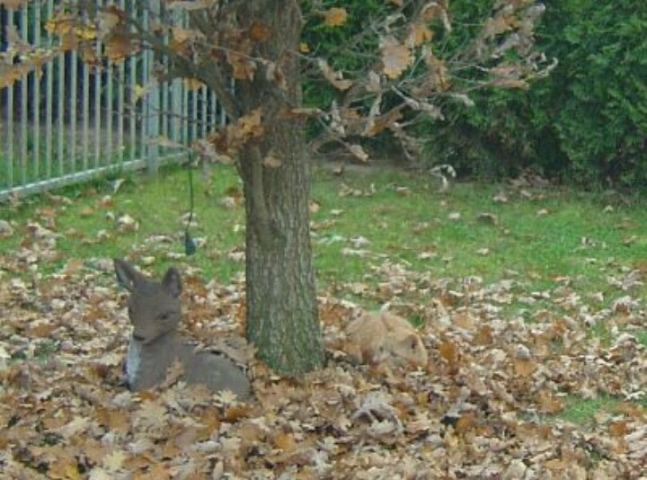 숨은 고양이 찾기 | 인스티즈