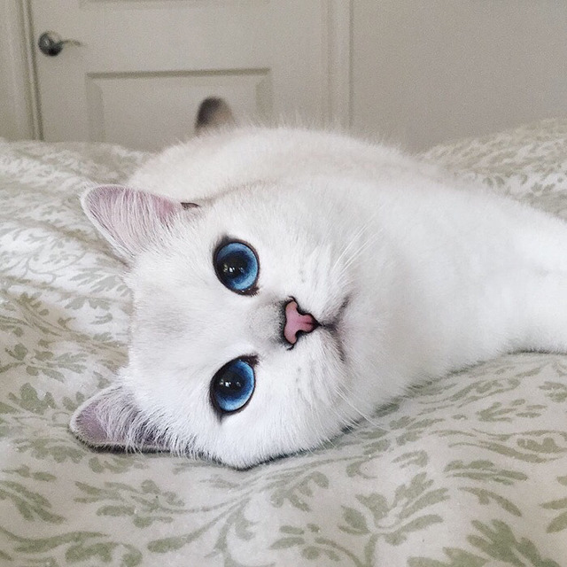 눈이 아름다운 고양이 | 인스티즈