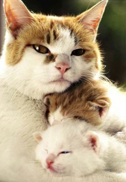 부모 고양이 & 새끼 고양이 | 인스티즈