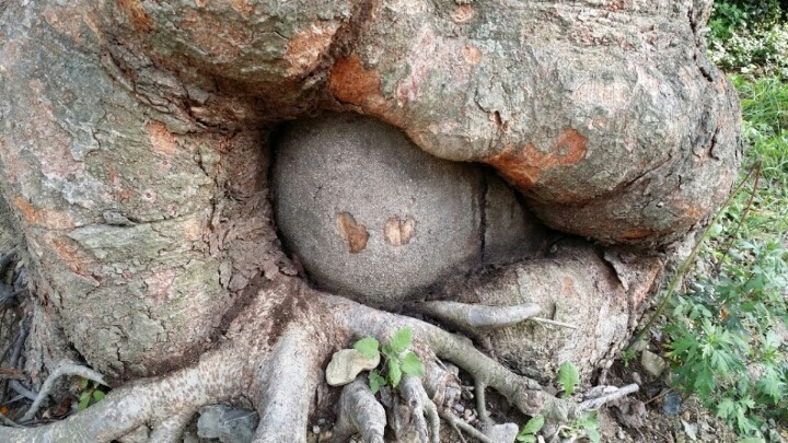 송운 이미지