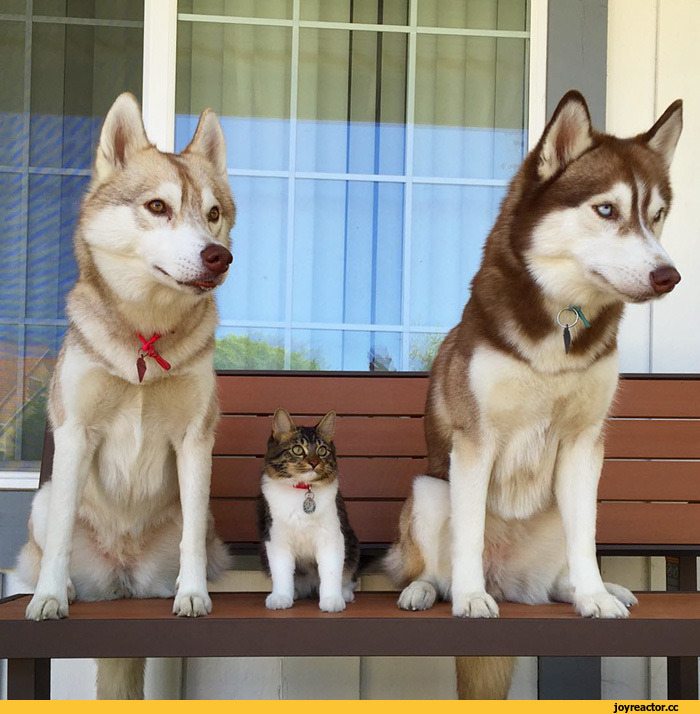 허스키와 고양이.jpg | 인스티즈