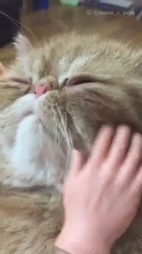공포의 거대 고양이.gif | 인스티즈
