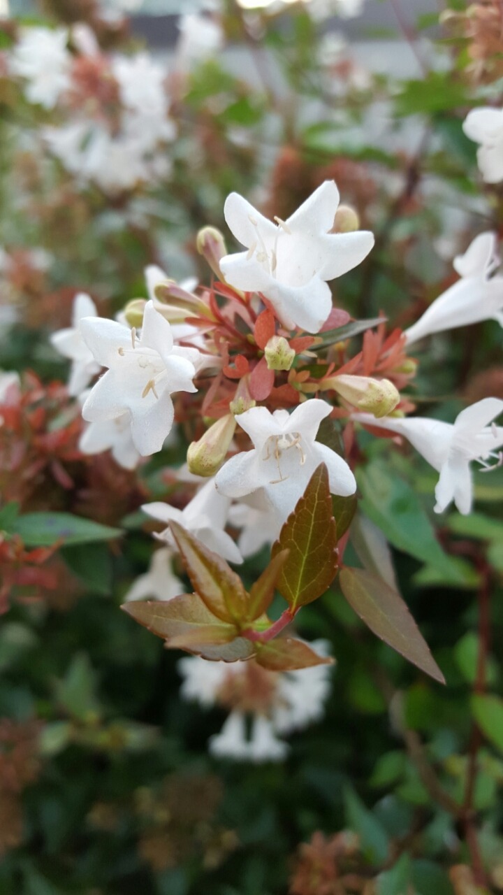 저의 스마트폰으로 찍은 풍경사진 대방출 | 인스티즈