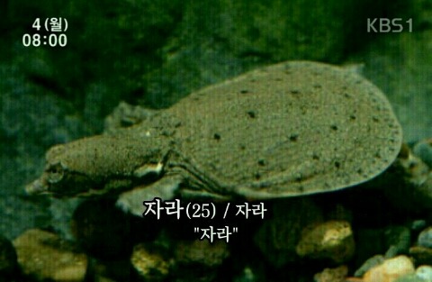자라 이미지