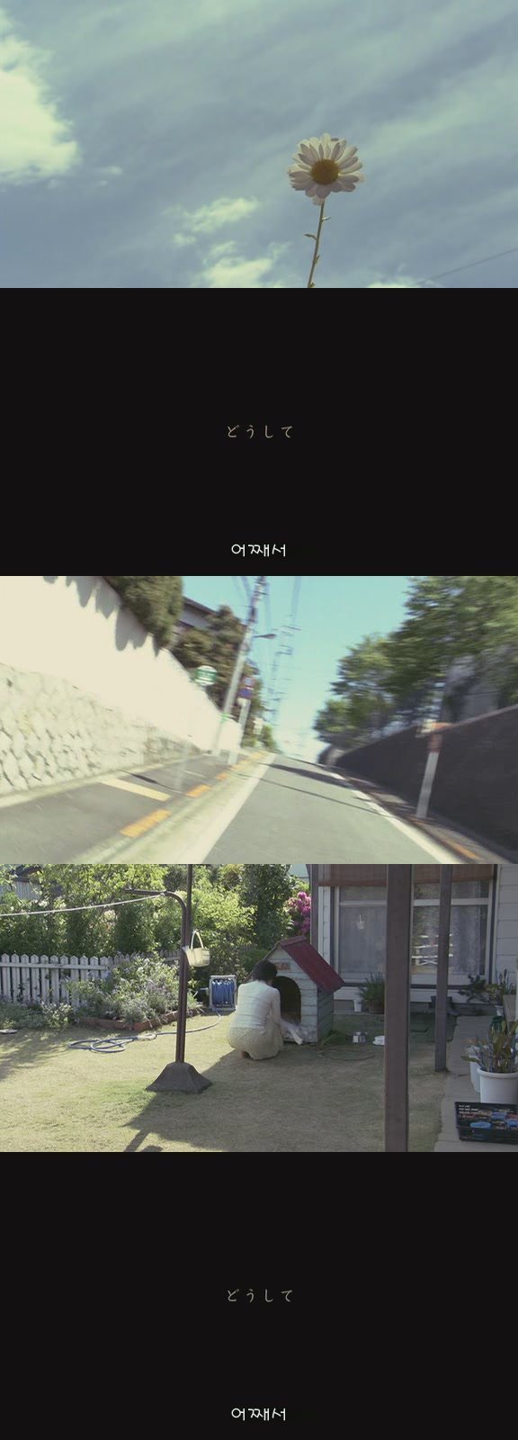 강아지의 삶 | 인스티즈