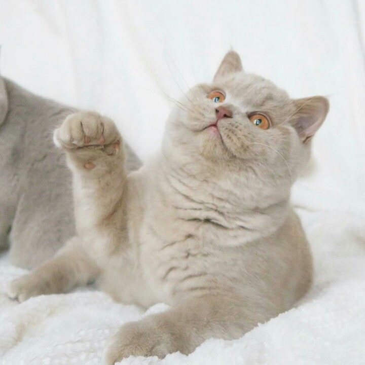 영국 토종고양이 | 인스티즈