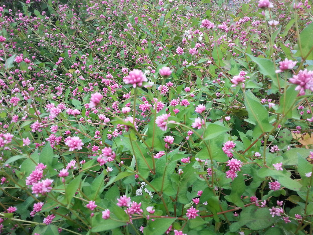 고마리(주) 이미지
