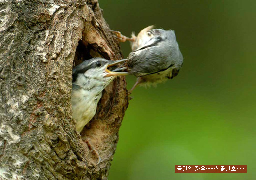 송화정 이미지