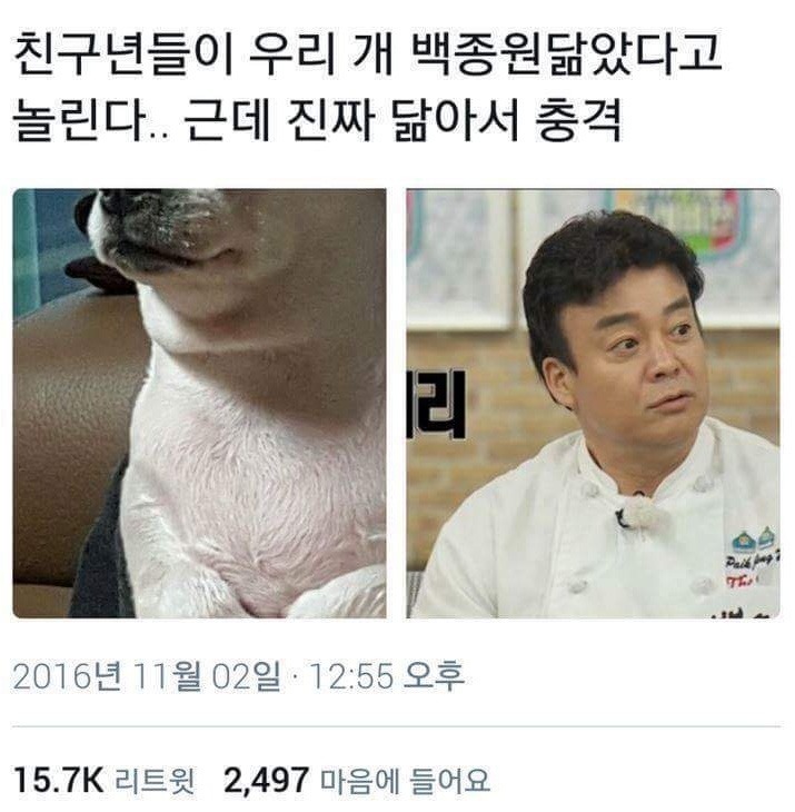 친구들이 우리개 백종원 닮았다고 놀림.jpg | 인스티즈
