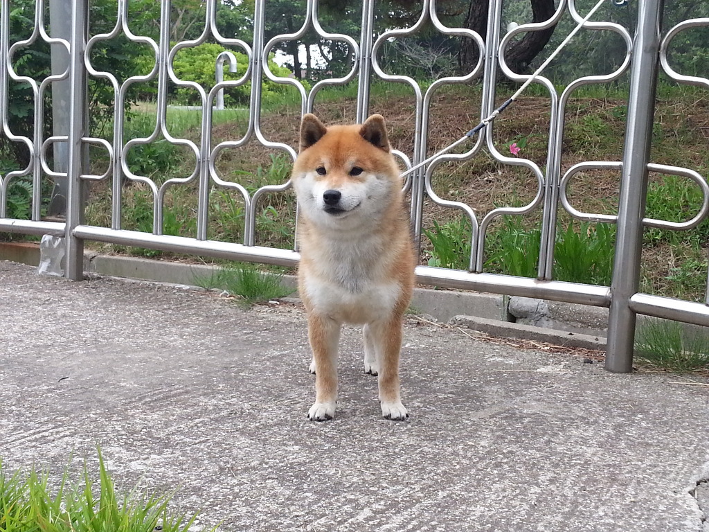 코우 이미지