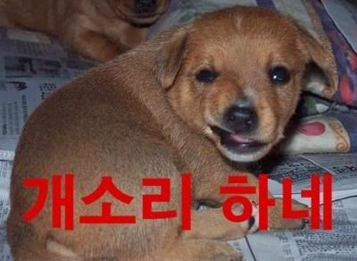 지피자 이미지