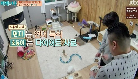 [마리와나] 뚱보냥 호동이 다이어트 시키기 (feat.먼지) | 인스티즈