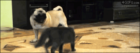 고양이+호구모드견은 진리. gif | 인스티즈