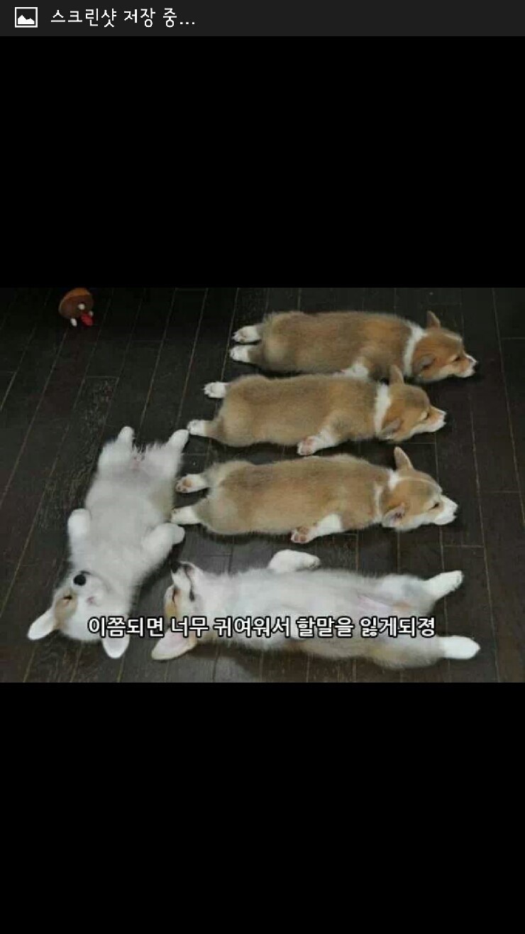 웰시코기 산채로 굽기.jpg | 인스티즈