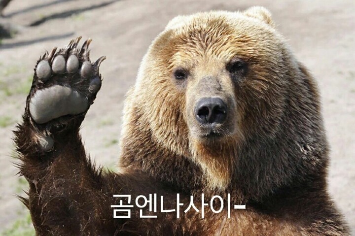 곰이 미안하면 | 인스티즈