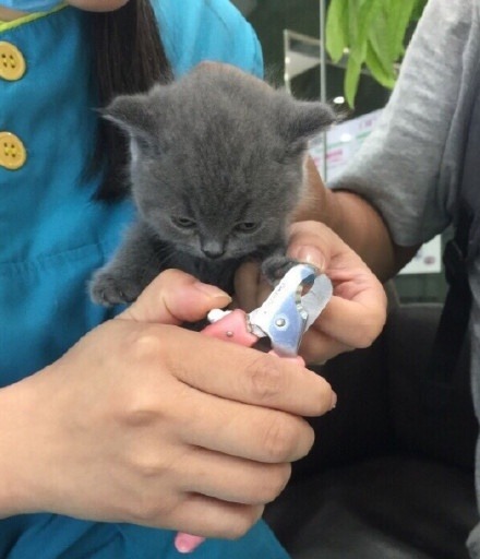 심기불편한 아기고양이 | 인스티즈