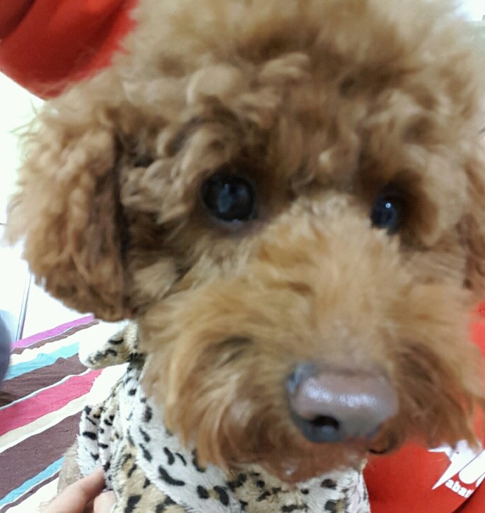 뷰토 이미지